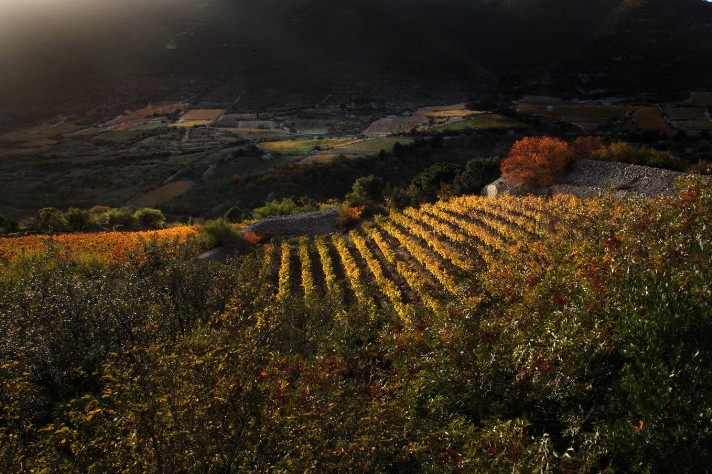 Vignoble de Lumiere